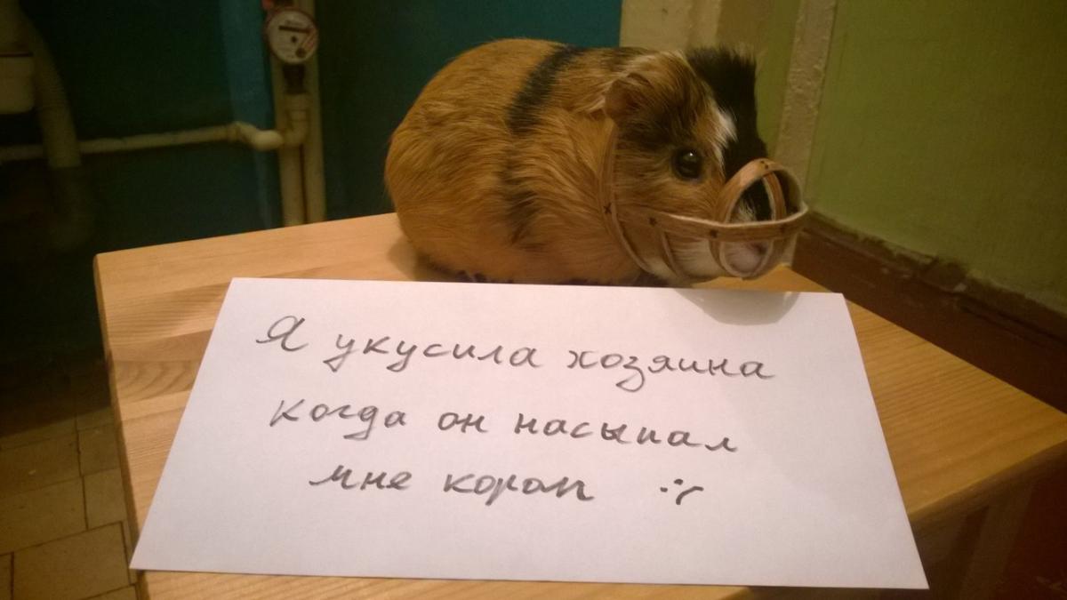 Этот Праздник не умрёт никогда ! — иллюстрация 1